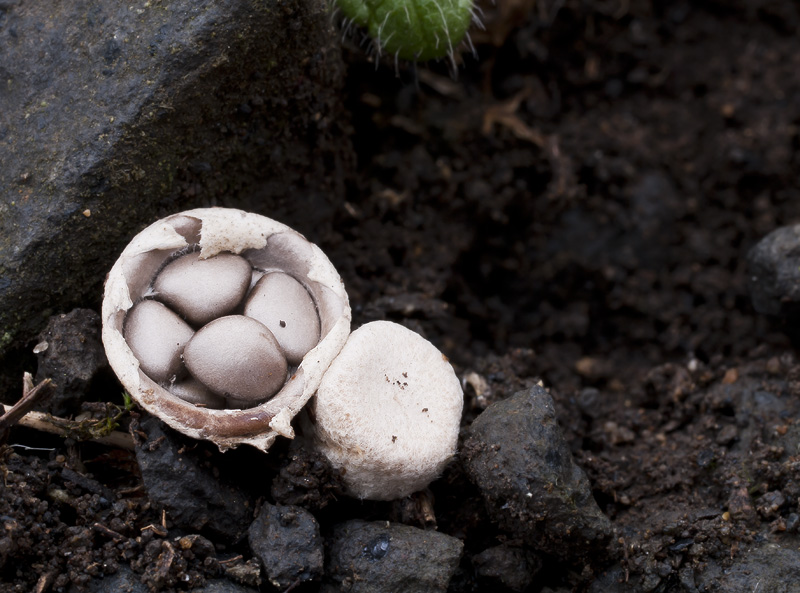 Cyathus olla